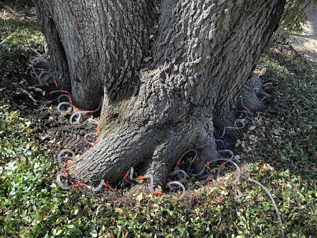 Detailed Tree Cabling and Bracing job site in Micaville